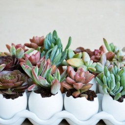 13 succulent garden ideas.jpg