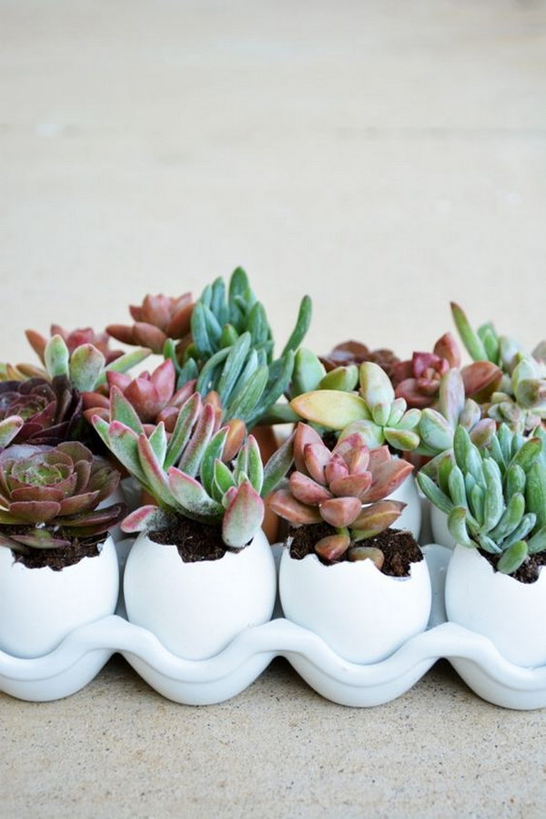 13 succulent garden ideas.jpg