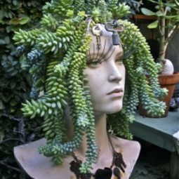 16 succulent garden ideas.jpg