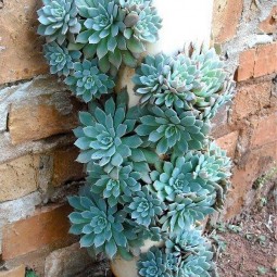 19 succulent garden ideas.jpg