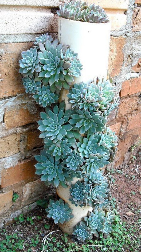 19 succulent garden ideas.jpg