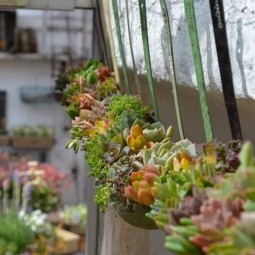 20 succulent garden ideas.jpg