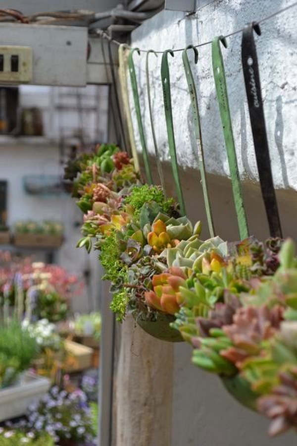 20 succulent garden ideas.jpg