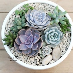 21 succulent garden ideas.jpg