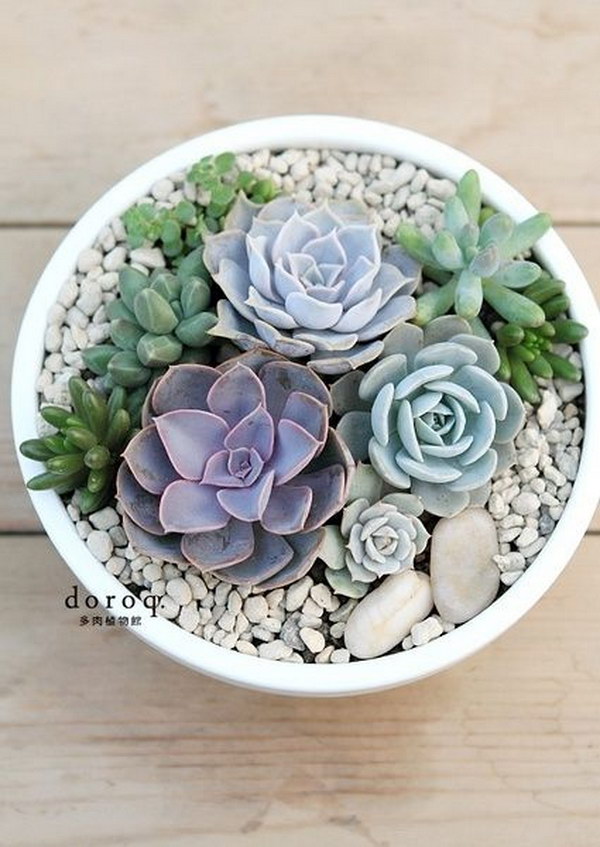 21 succulent garden ideas.jpg