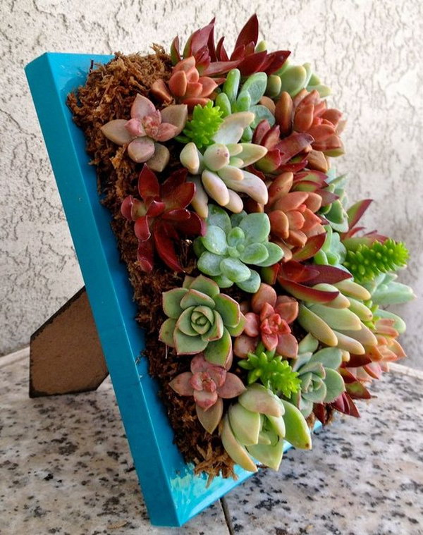 23 succulent garden ideas.jpg