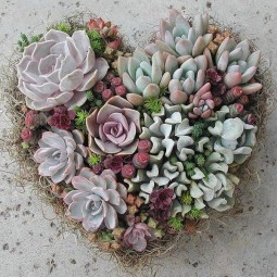 24 succulent garden ideas.jpg