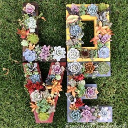 25 succulent garden ideas.jpg