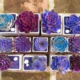 3 succulent garden ideas.jpg