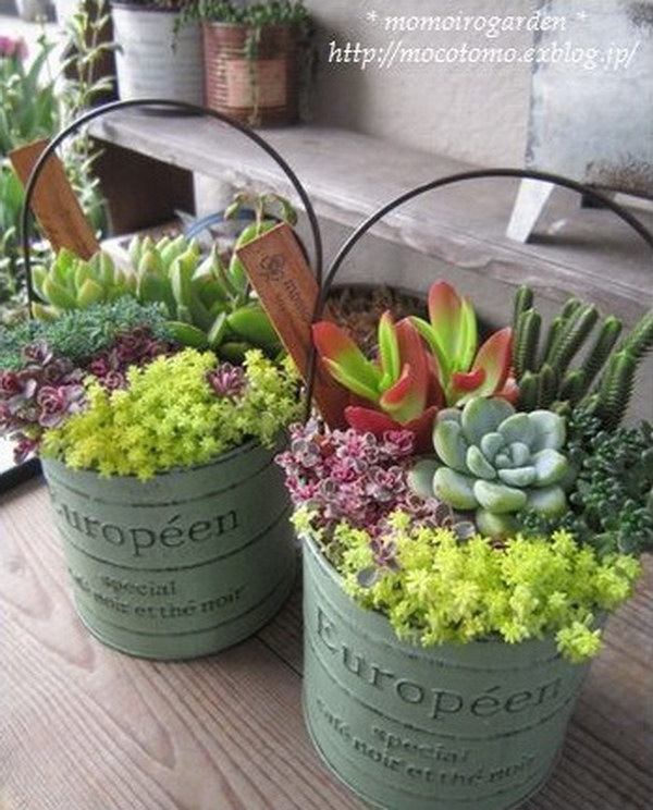 30 succulent garden ideas.jpg