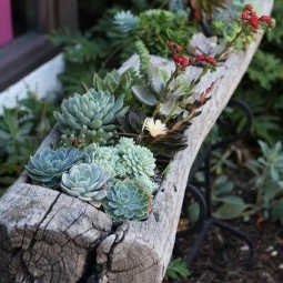 41 succulent garden ideas.jpg