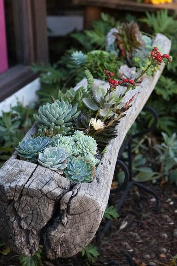 41 succulent garden ideas.jpg