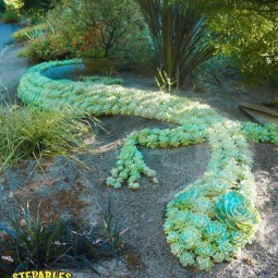 5 succulent garden ideas.jpg