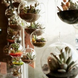 7 succulent garden ideas.jpg