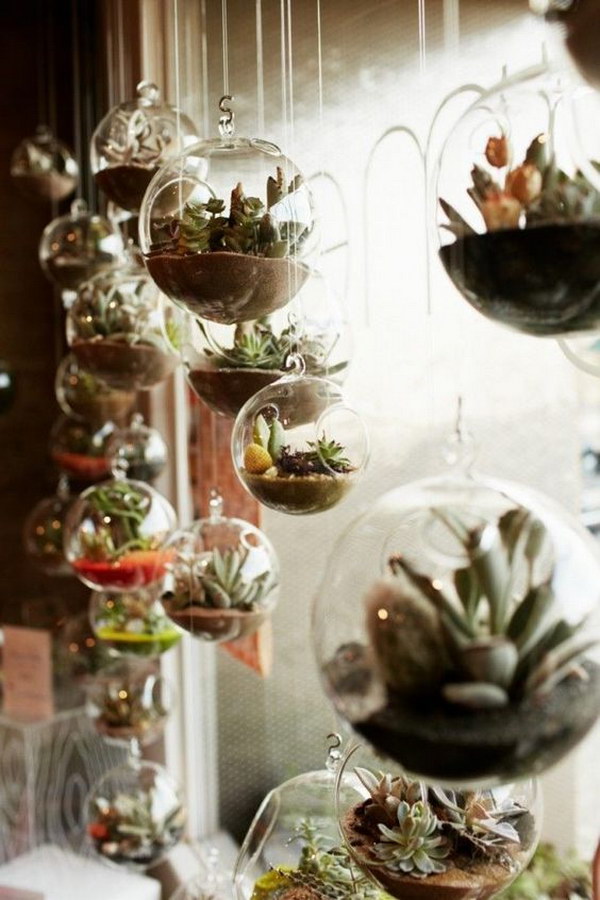 7 succulent garden ideas.jpg