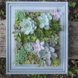 Framed succulents.jpg