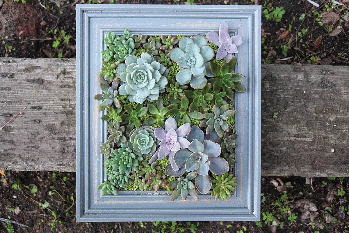 Framed succulents.jpg