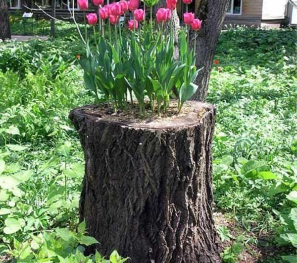 Stamm mit tulpen im garten 600x530.jpg